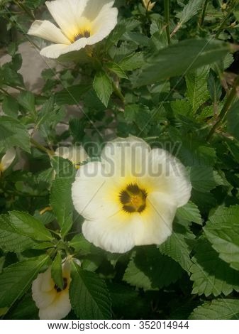 Image Of The Eight O'clock Flower Is A Plant Genus Of The Family Passifloraceae, And Has A Scientifi