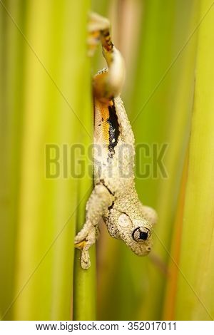 Emerald-spotted Tree Frog Also Known As Litoria Peronii.
