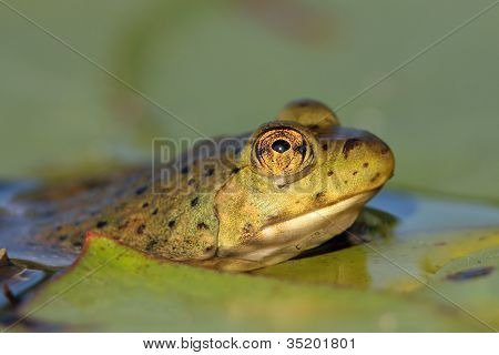 Amerikan Bullfrog