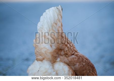 The White Tail Of The Hen. White Feathers On The Back Of The Hen. Brown Hen, But The Back Is White.