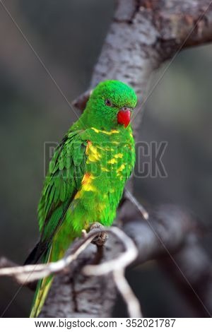 The Scaly-breasted Lorikeet (trichoglossus Chlorolepidotus) Sitting On The Branch In The Forest. Gre