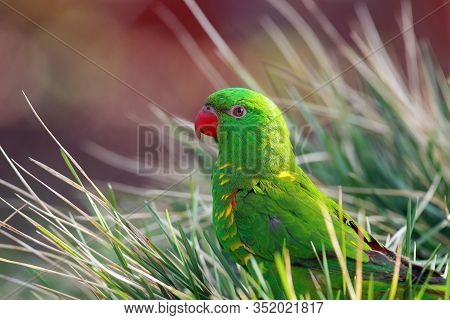 The Scaly-breasted Lorikeet (trichoglossus Chlorolepidotus) Sitting On The Ground In The Grass. Gree