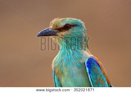 The European Roller (coracias Garrulus) Portrait.european Roler Portrait Wizh Brown Background.