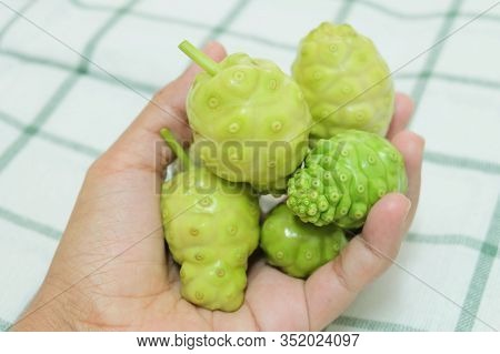 Vegetable And Herb, Hand Holding Fresh Noni, Morinda Citrifolia, Great Morinda, Indian Mulberry, Bea