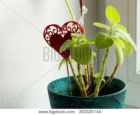 Planting Mexican Mint Flower, Seedlings In Plastic Flower Pot Isolated On White Background, Plant Us