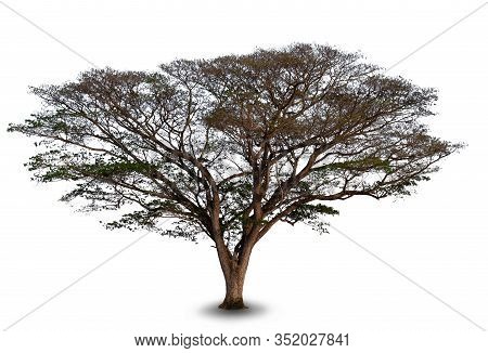 Tree East Indian Walnut Or Monkey Pod Of On White Background, Beautiful Trees From Thailand Scientif
