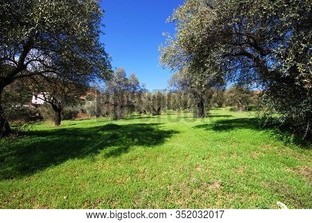 Olive Trees In Field, Monda, Monda, Spain, Malaga Province, Andalucia, Spain, Europe.