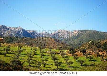 Goats Grazing In An Olive Grove In The Andalucian Countryside, Near Tolox, Malaga Province, Andaluci