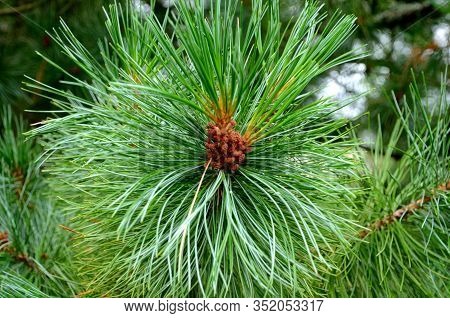 Pinus Cembra. Cedar Pine Tree Branch In Forest, Close Up.