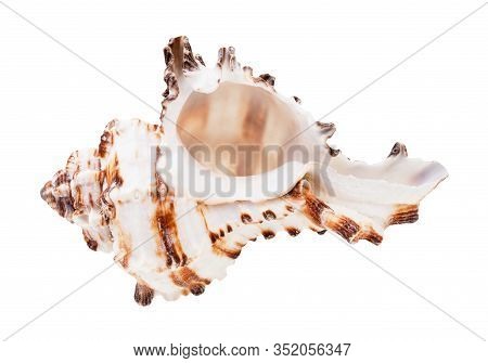 Empty Brown Striped Conch Of Muricidae Mollusk Isolated On White Background