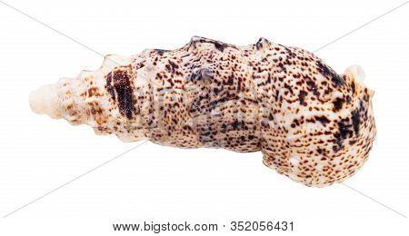 Shell Of Cerith Mollusk Isolated On White Background