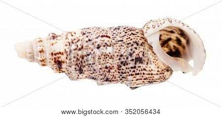 Empty Shell Of Cerith Mollusk Isolated On White Background