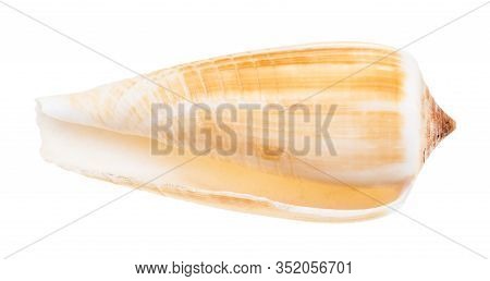 Empty Shell Of Conus Snail Isolated On White Background