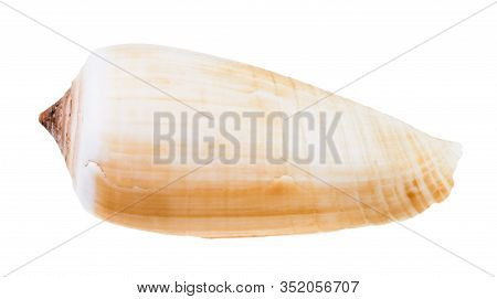 Light Brown Shell Of Conus Snail Isolated On White Background