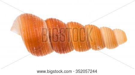 Seashell Of Tower Snail Isolated On White Background