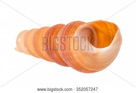 Empty Shell Of Tower Snail Isolated On White Background