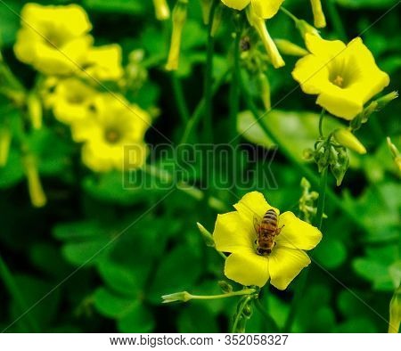 Bee On Yellow Little Flower Of Oxalis Pes-caprae Is A Species Of Tristylous Flowering Plant In The W