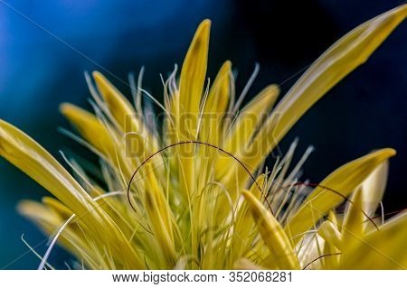 Macro shot of a yellow schaueria calycotricha flower in a greenhouse