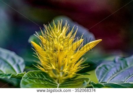 Macro shot of a yellow schaueria calycotricha flower in a greenhouse