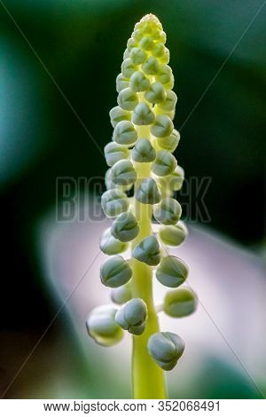 Macro Shot Of Buds Of A Tropical Flower In A Greenhouse