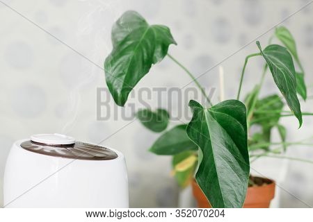 White Air Humidifier Spreading Steam On Houseplant. Humidification Of Dry Air. Selective Focus. Air 