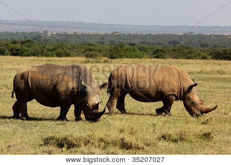 two rhinos
