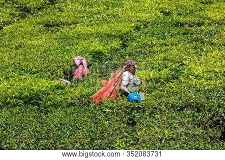 KERALA, INDIA - JANUARY 15, 2010: Unidentified Indian woman harvests tea leaves at tea plantation at Munnar. Only the uppermost leaves collected and workers collect daily up to 30 kilos of tea leaves