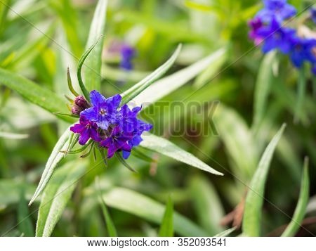 Lithospermum Purpurocaeruleum (purple Gromwell) Herbaceous Plant Blooming With Blue Flowers On Green