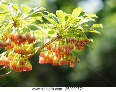 Detail Of Colorful Flowers Of Enkianthus Campanulatus (furin-tsutsuji, Redvein Enkianthus) Shrub Blo