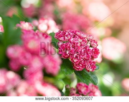 Crataegus Laevigata Tree (paul's Scarlet) Blooming In Spring Background