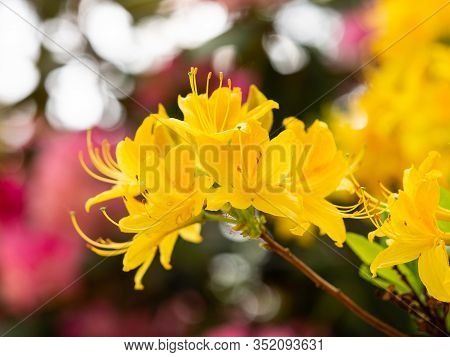 Yellow Flowers Of Rhododendron Bush - Azalea,  Blooming In Spring Garden