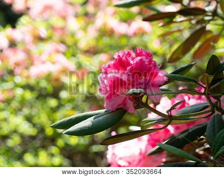 Pink Flowers Of Rhododendron Bush - Azalea,  Blooming In Spring Garden