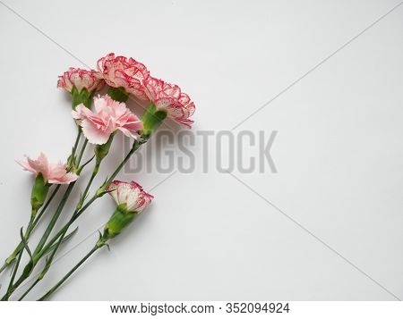 Flowers Solated On White Background. Top View. Copy Space