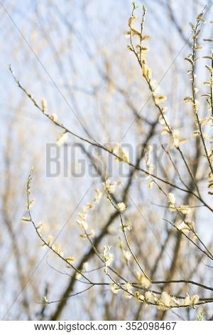 Pussy Willow Flower On Tree With  Light Sky. Easter; Background; Beautiful; Pollen; Stem; Sallow; Pu