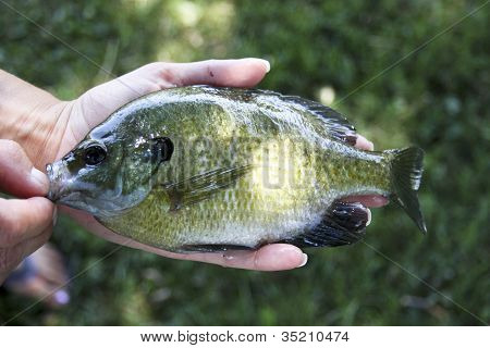 Bluegill fisk tæt op