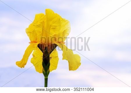 Yellow Iris On A Light Sky Background
