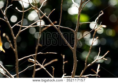 Fresh Pruned Twig With Bud Before Chemical Protection. Farmer In Protective Clothing And Gas Mask Sp