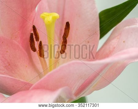 Beautiful Pink Lilium Flower On White Background
