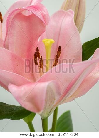 Beautiful Pink Lilium Flower On White Background