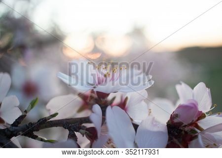 Almond Blossom At Sunset - Pink And White