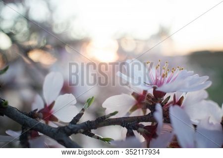 Almond Blossom At Sunset - Pink And White