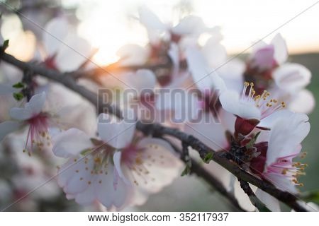 Almond Blossom At Sunset - Pink And White