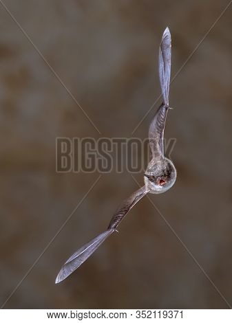 Long-fingered Bat (myotis Capaccinii) Flying Inside Colony Cave In Spanish Pyrenees, Aragon, Spain. 
