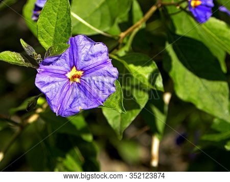 Delicate Gentian Blue Flowers Of Lycianthes Rantonnetii (blue Potato Bush) Of Solanum Family Of Plan