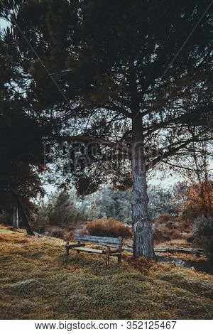 A Vertical Shot Of An Old Wooden Bench In A Public Park Surrounded By A Layer Of Hilly Grass And A P