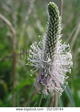 Blossoming Summer Plantago Major Broadleaf Plantain, White Mans Foot, Or Greater Plantain. Honey Pla
