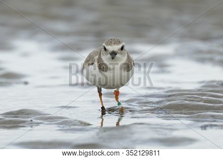 Piping Plover (charadrius Meloda) Foraging On A Beach In Winter - Jekyll Island, Ga