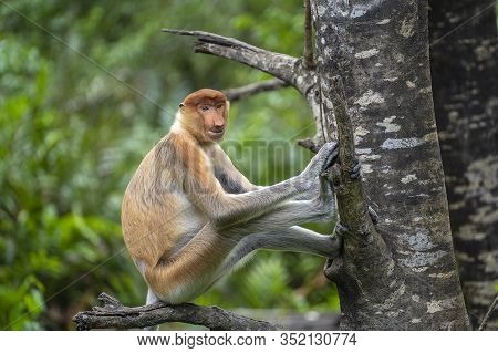 Wild Proboscis Monkey Or Nasalis Larvatus, In Rainforest Of Borneo, Malaysia