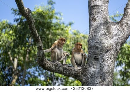 Wild Proboscis Monkey Or Nasalis Larvatus, In Rainforest Of Borneo, Malaysia