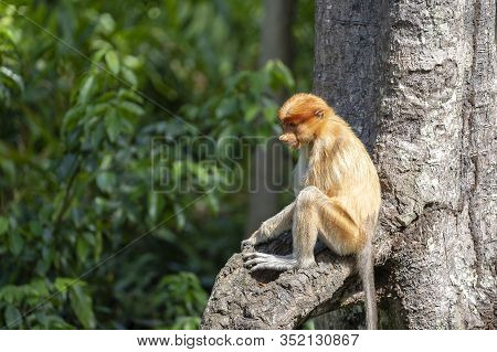 Wild Proboscis Monkey Or Nasalis Larvatus, In Rainforest Of Borneo, Malaysia